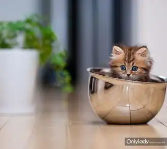 萌猫天然呆惬意随性有品位  萌猫天然呆惬意随性有品位