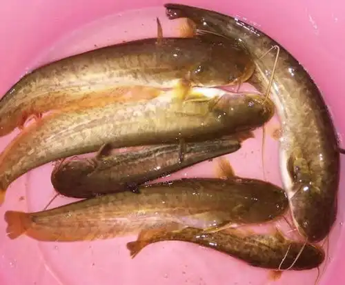 晚上鲶鱼