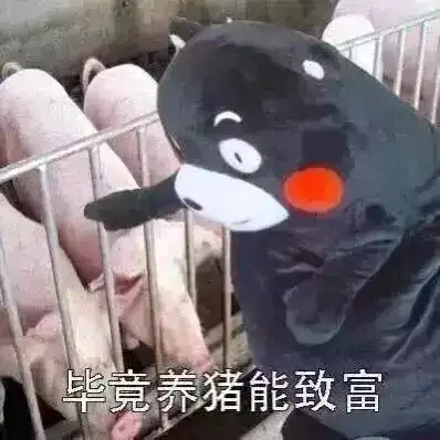 套路表情包一套猪养殖