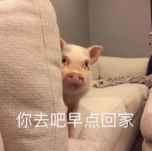  我的猪猪在吗撩人必备的猪猪表情,包完整版套图