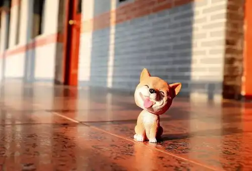 摄影携萌犬祝华东政法大学生日快乐  摄影携萌犬祝华东政法大学生日快乐