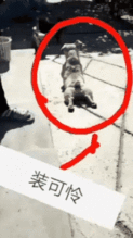  搞笑gif趣图姑娘的表情太让人难以捉摸了