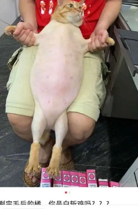  目测这条毛毯有几十年没有洗过了吧