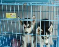  哈士奇三把火双蓝眼雪橇幼犬600
