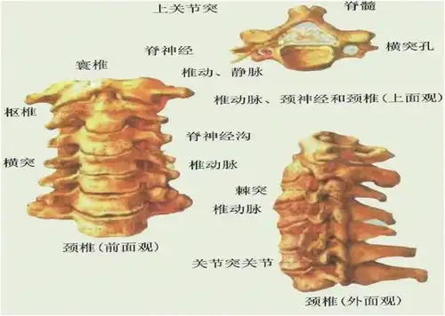 脖子咔咔响,当心颈椎病护颈指南为您奉上  脖子咔咔响,当心颈椎病护颈指南为您奉上
