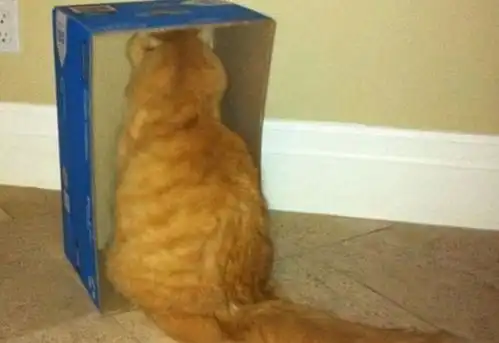  9张无聊猫咪照片,让你知道铲屎官的重要性,猫咪也害怕孤独