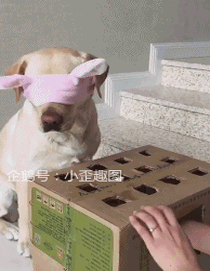  搞笑gif趣图一只吃货的自我修养,厉害了狗子