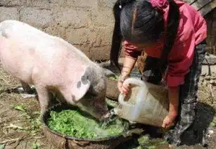 猪吃饭的照片