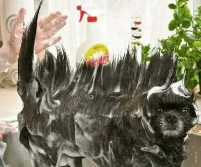 出差了留老婆一个人在家,看到她发来的照片,怎么感觉有点绿哈哈哈哈  出差了留老婆一个人在家,看到她发来的照片,怎么感觉有点绿哈哈哈哈