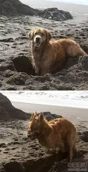 睡觉图片搞笑 表情金毛