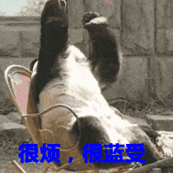 狗的搞笑图片gif幽默笑