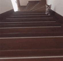  奶牛猫是怎么沦为喵中哈士奇的
