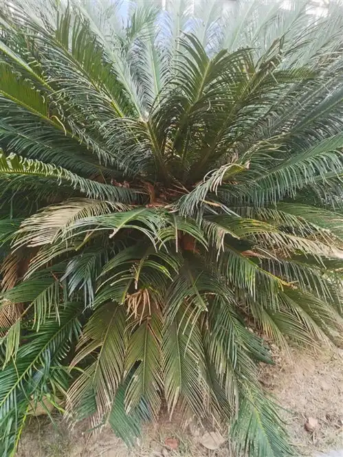  如果看到这种种子一定不要让小朋友接触
