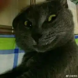  见过丑的,没见过你这么能丑的猫