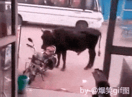 哈士奇动态图片搞笑gif