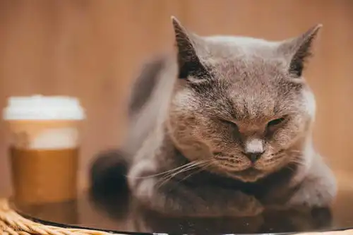  猫咖里庚子掠影
