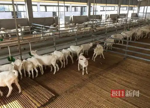 郧西马头羊一碗喷香羊肉汤让郧西全国出圈 郧西马头羊一碗喷香羊肉汤让郧西全国出圈