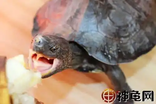  亚洲巨龟谁没点搞笑的黑历史