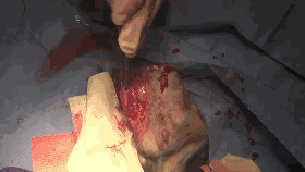  猫的后肢截肢手术视频gif