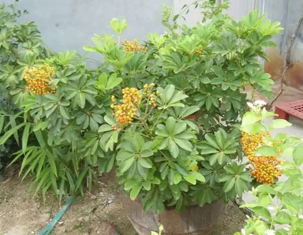  发财树开花图片