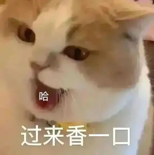  小脾气上头丨第811期喵表情包