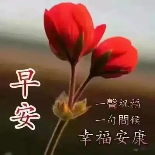  心若不动,风又奈何你若不伤,岁月无恙,早安