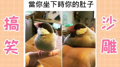  超沙雕的搞笑图片第六期